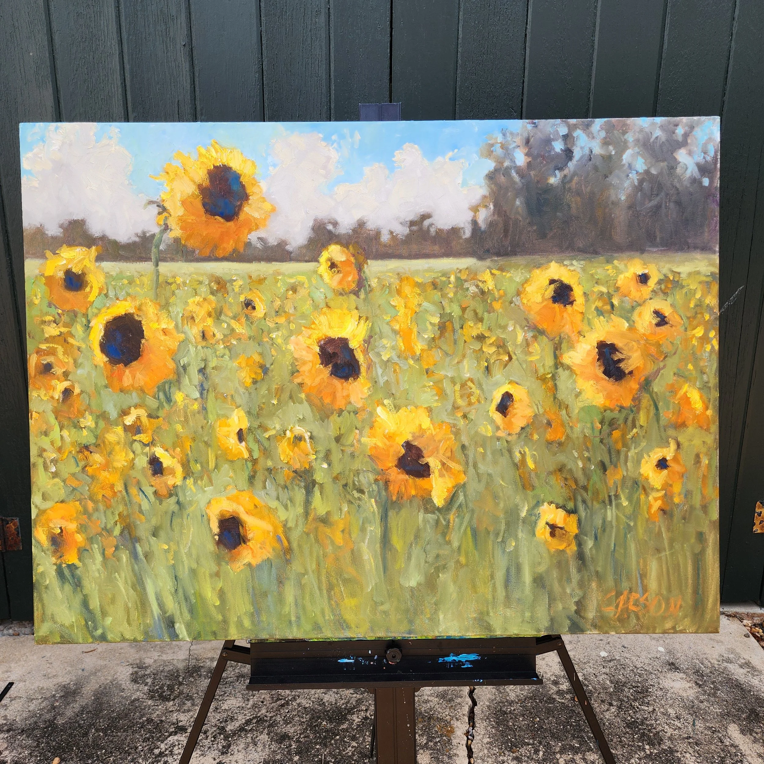 Suffolk Sunflowers. from a distance.jpg