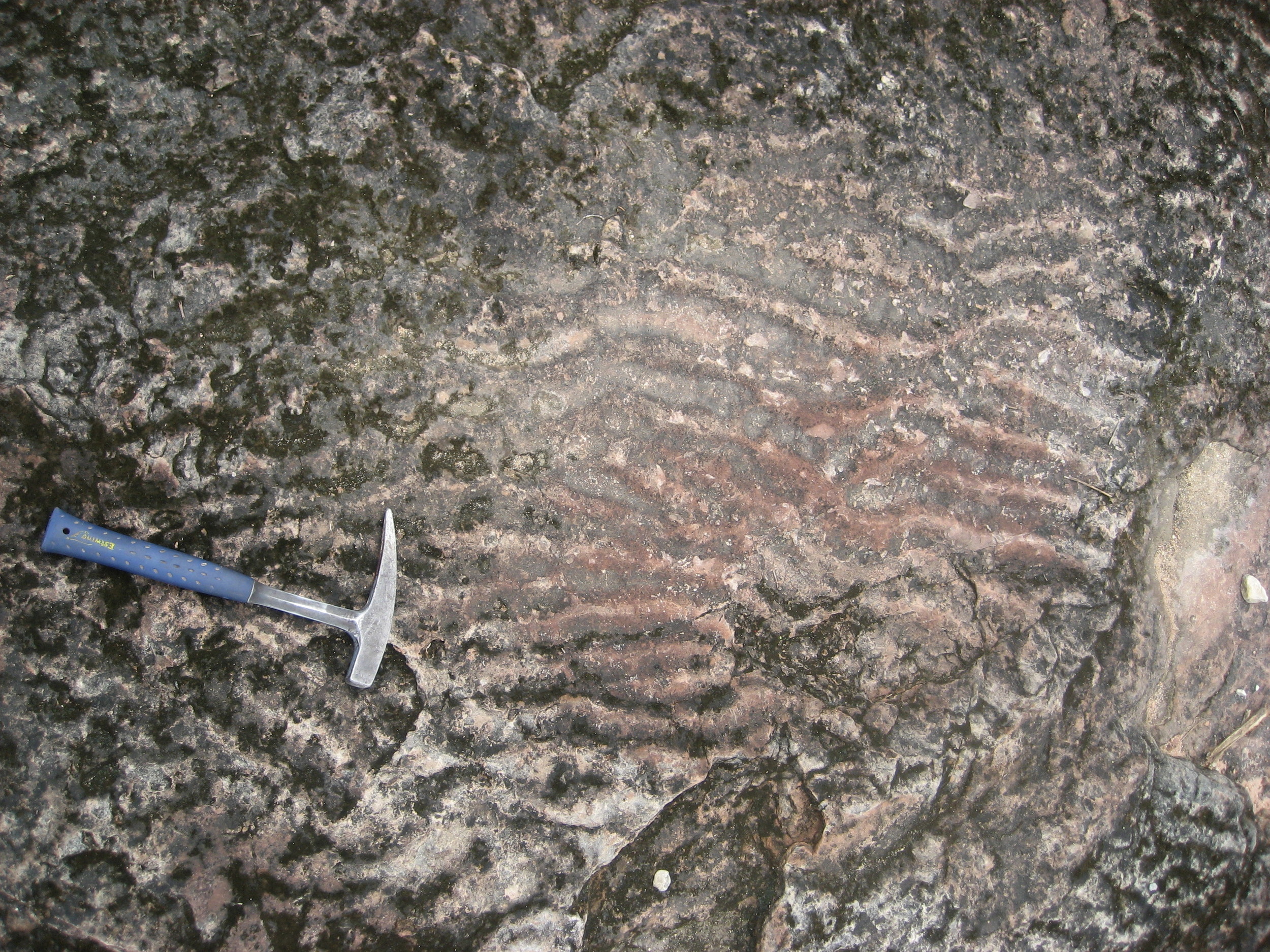 Cambrian ripples