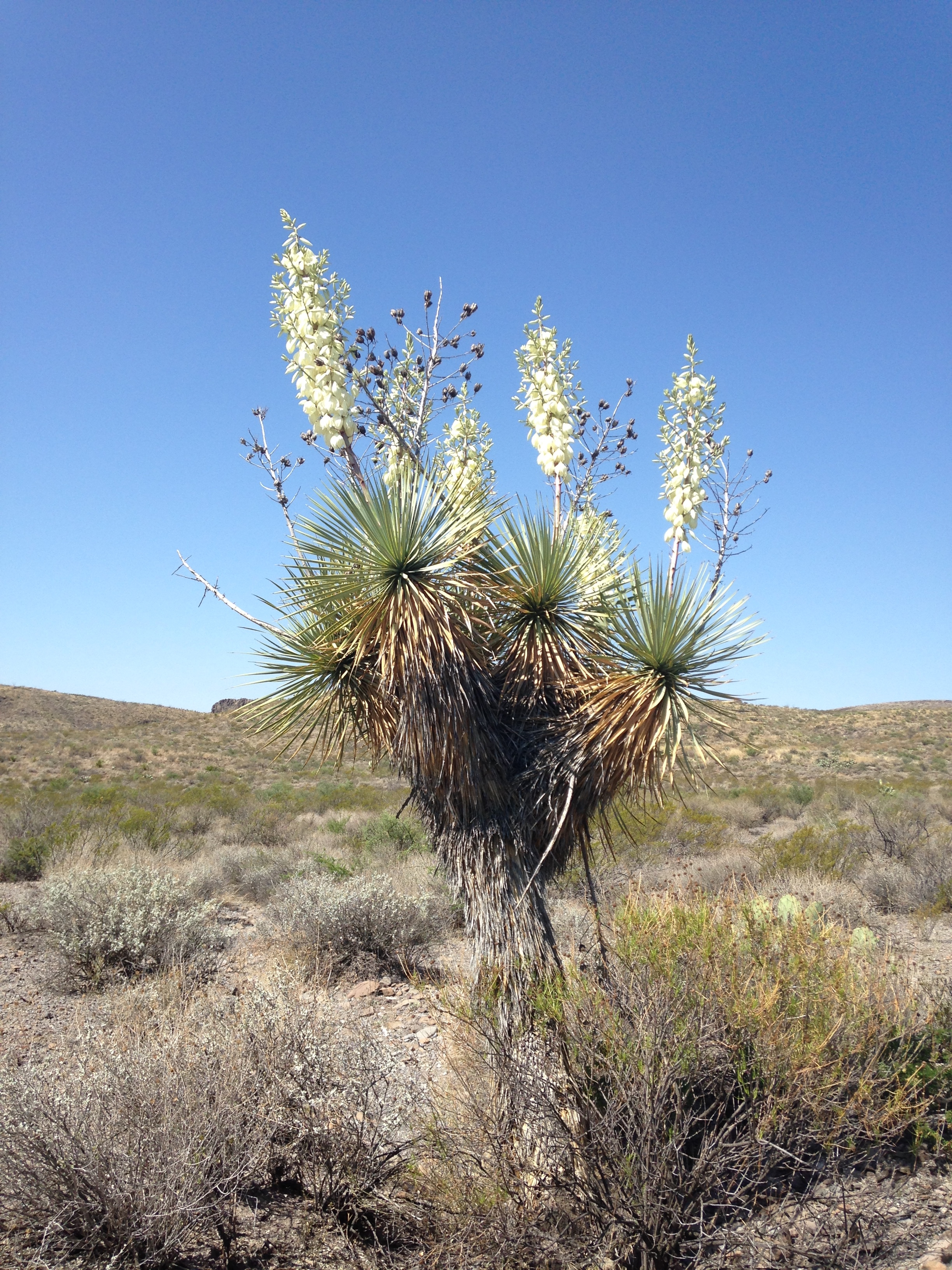 Bloomin Thompson Yucca.JPG