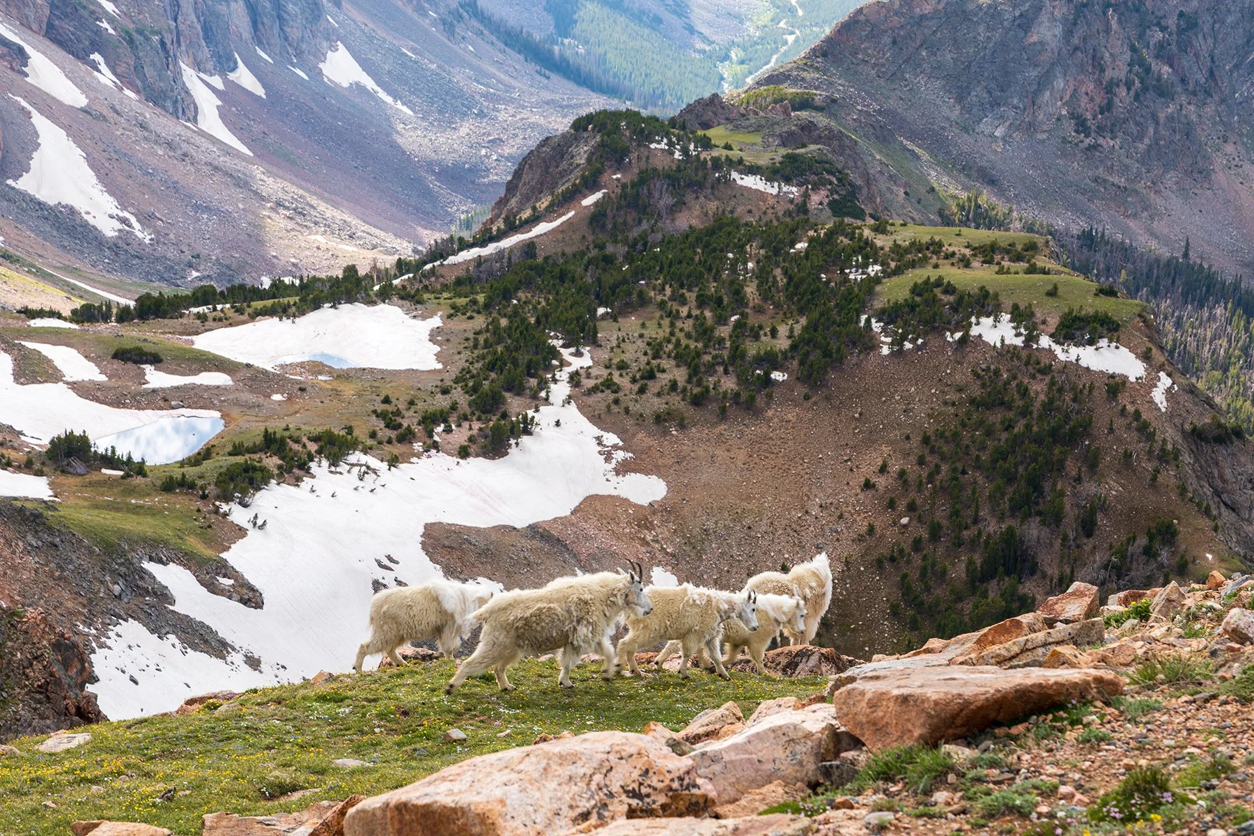 Beartooth Goats 3.jpg