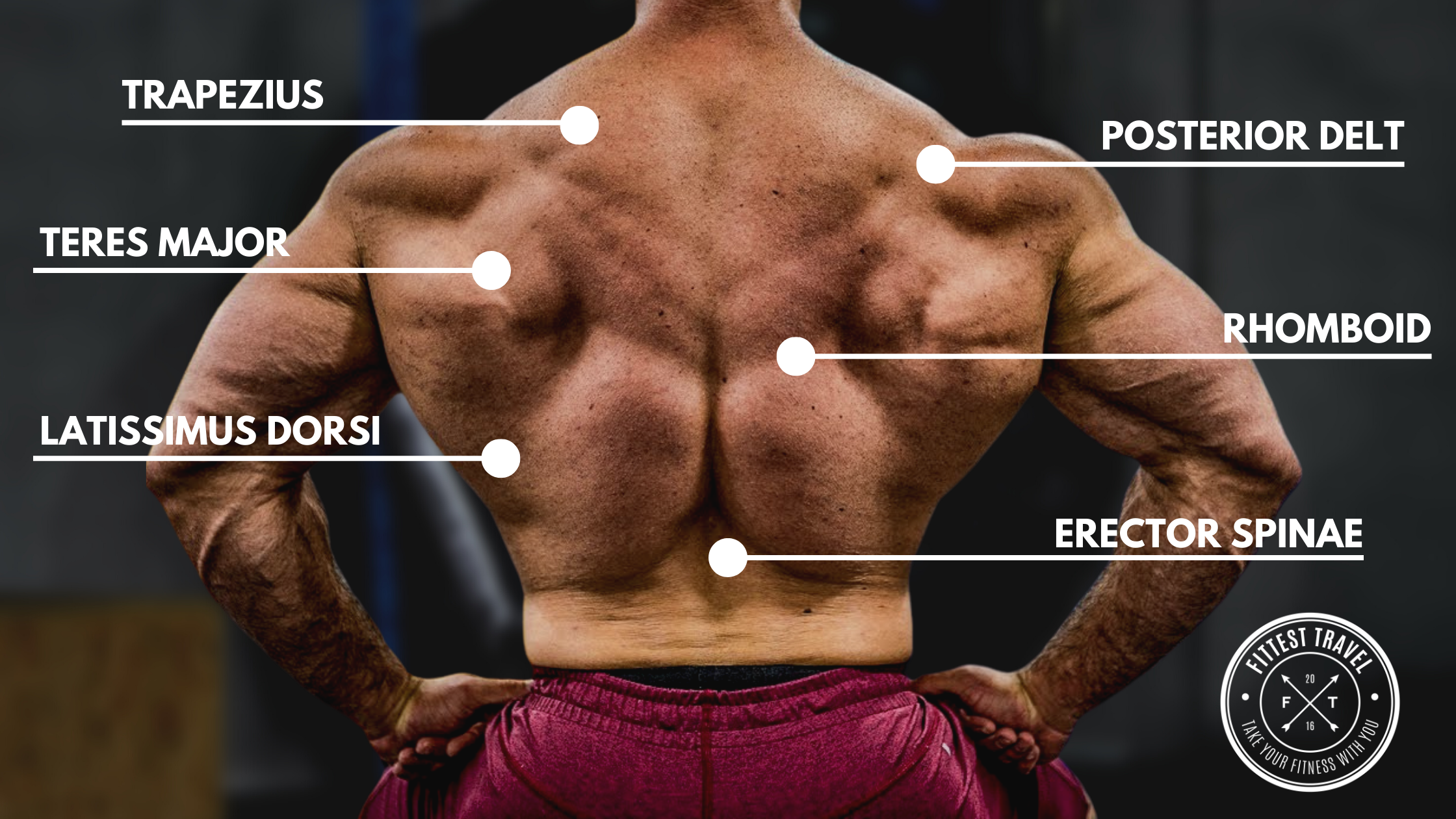 5 Dumbbell Only Workouts to Build Back Muscle - Fittest Travel