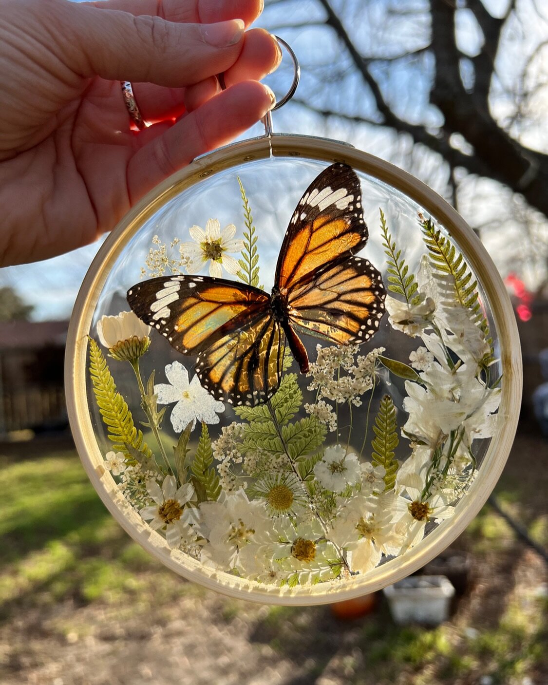 Beautiful and graceful, varied and enchanting, small but approachable, butterflies lead you to the sunny side of life. And everyone deserves a little sunshine. 🦋🌞

Behold the graceful Common Tiger butterfly, forever floating in a field of white flo