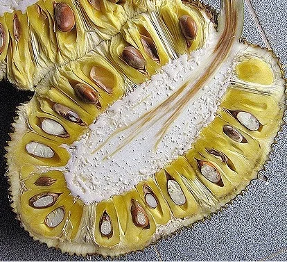 The Mysterious Jackfruit