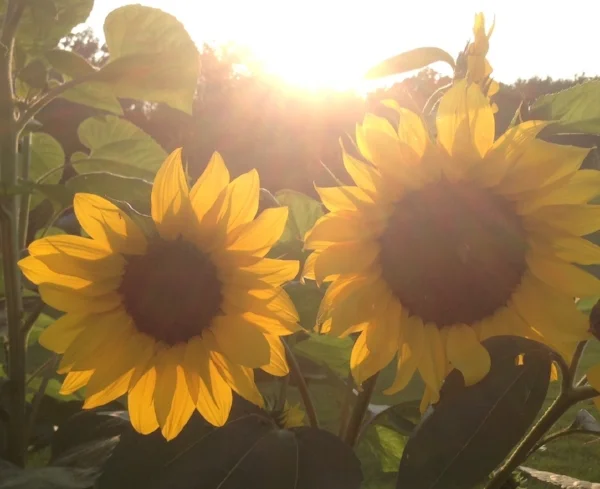sun-151763_640.png