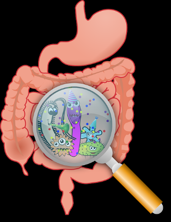 anatomy-160524_640.png