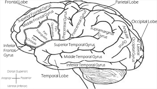 brain-2026346_640.png