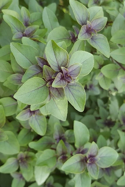 tulsi-1539181_640.jpg