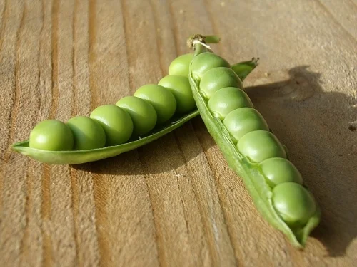 pea-1466939_640.jpg