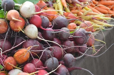 Beetroot