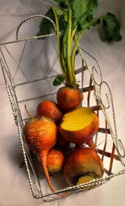 Gold or Golden Beet
