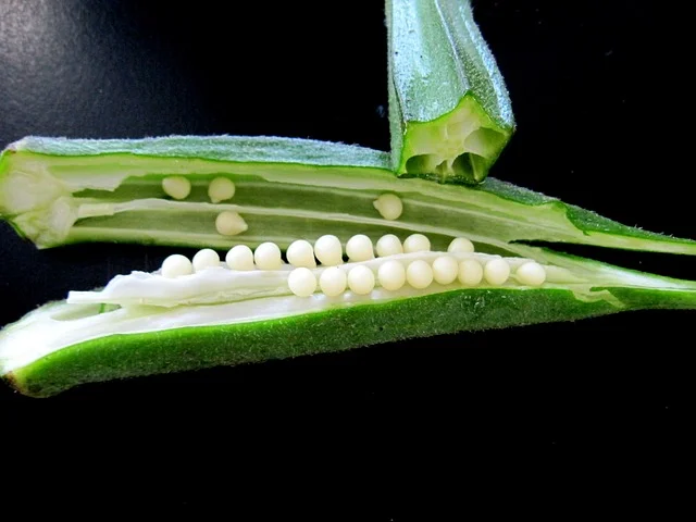 Okra Seeds Contain linoleic acid, a.k.a. omega-6 fatty acid, an essential polyunsaturated fatty acid that must be eaten because, it cannot be produced in the body. Linoleic acid plays an important role in how hormones are broken down and used within the body. It has been said that the protein (amino acid content like lysine and tryptophan) found within okra seeds can be compared with the protein quality found in soybean.