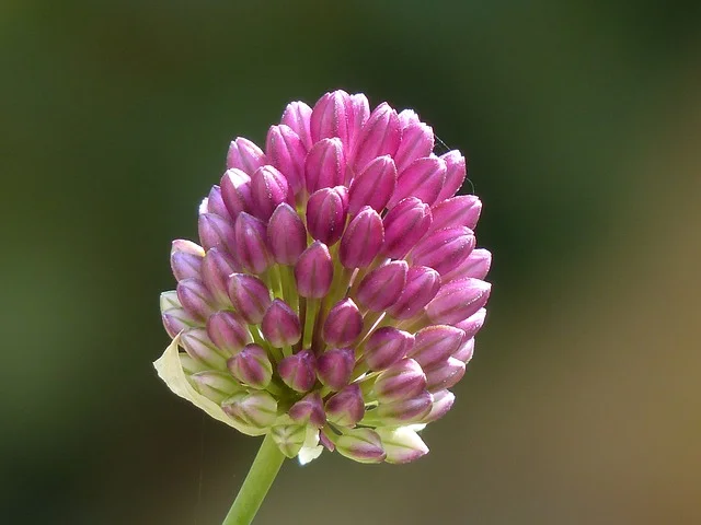 Flower on a leek plant