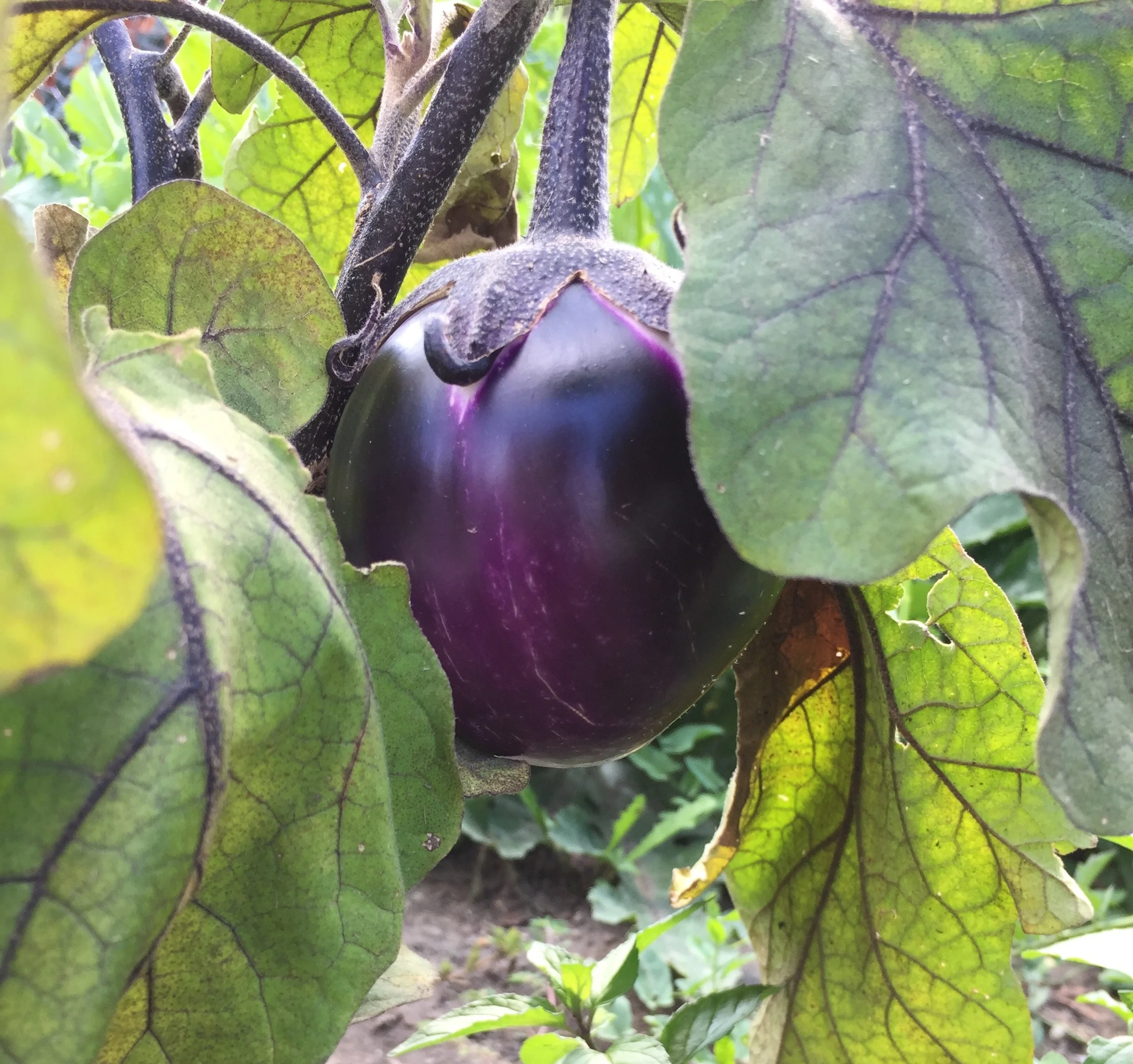 Eggplant growing in my garden today!