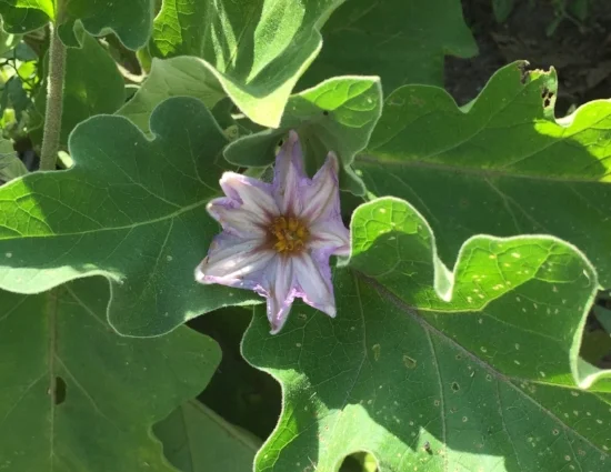 Eggplant growing in my garden. 