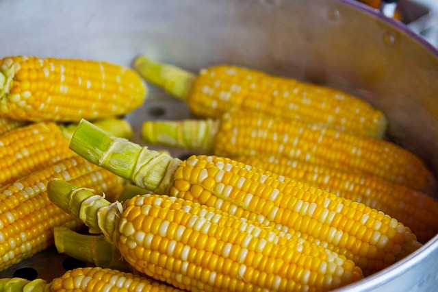 bicolored corn-785074_640.jpg