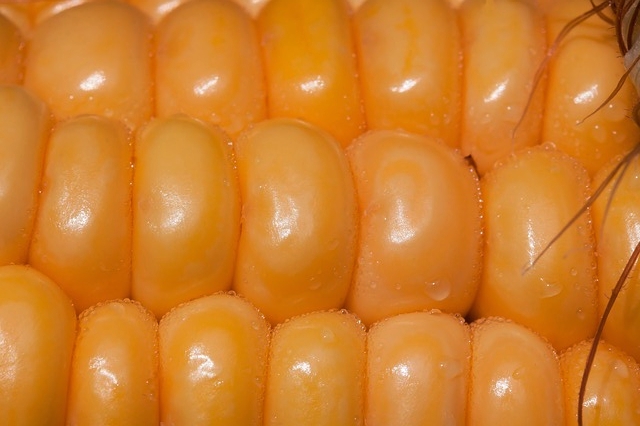 corn-kernels-441296_640.jpg