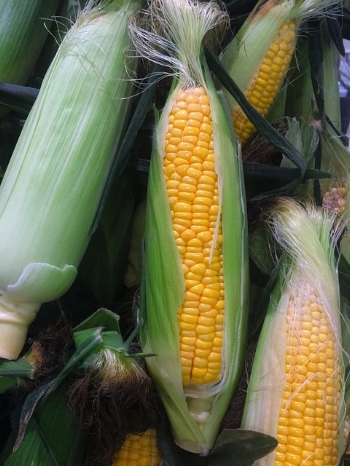 corn-1615021_640.jpg