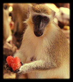 monkey-2305603_640.jpg