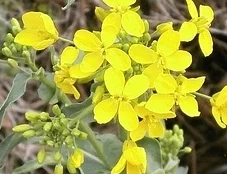 This refers to the four petals of the flowers resembling a cross.