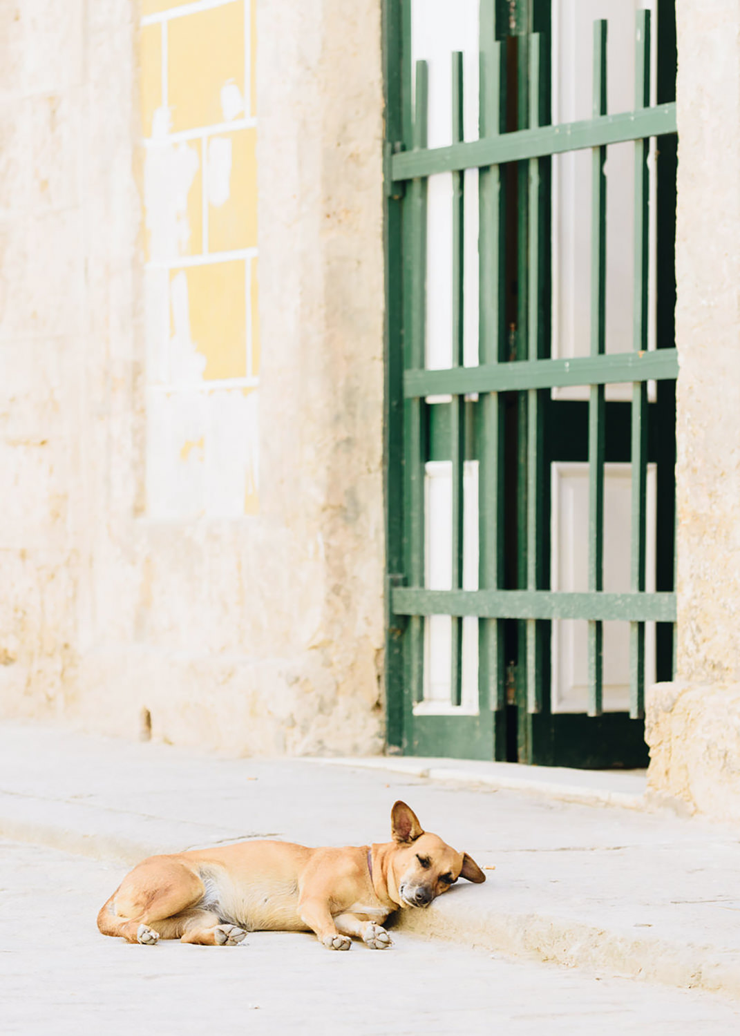A dog sleeps on the sidewalk of busy Havana streets in Cuba