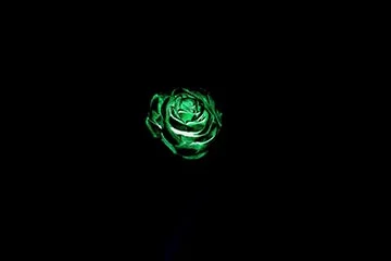 Neon Rose