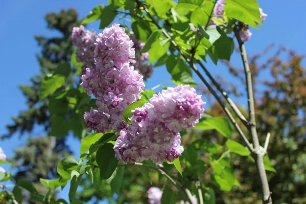 EDT_PSTowerHillLilacs_Super_Portrait.jpg