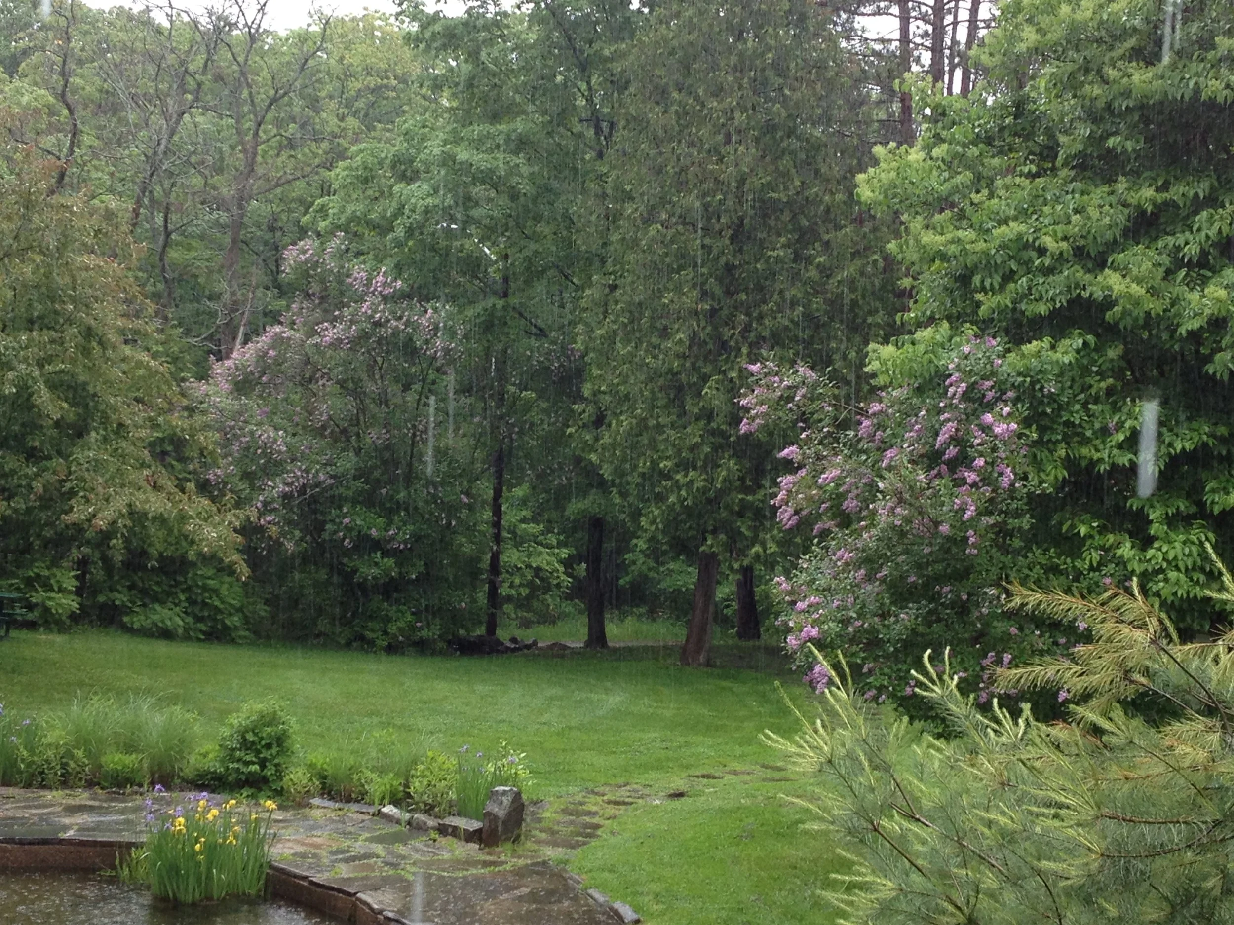 Unnamed, existing Preston Lilacs.