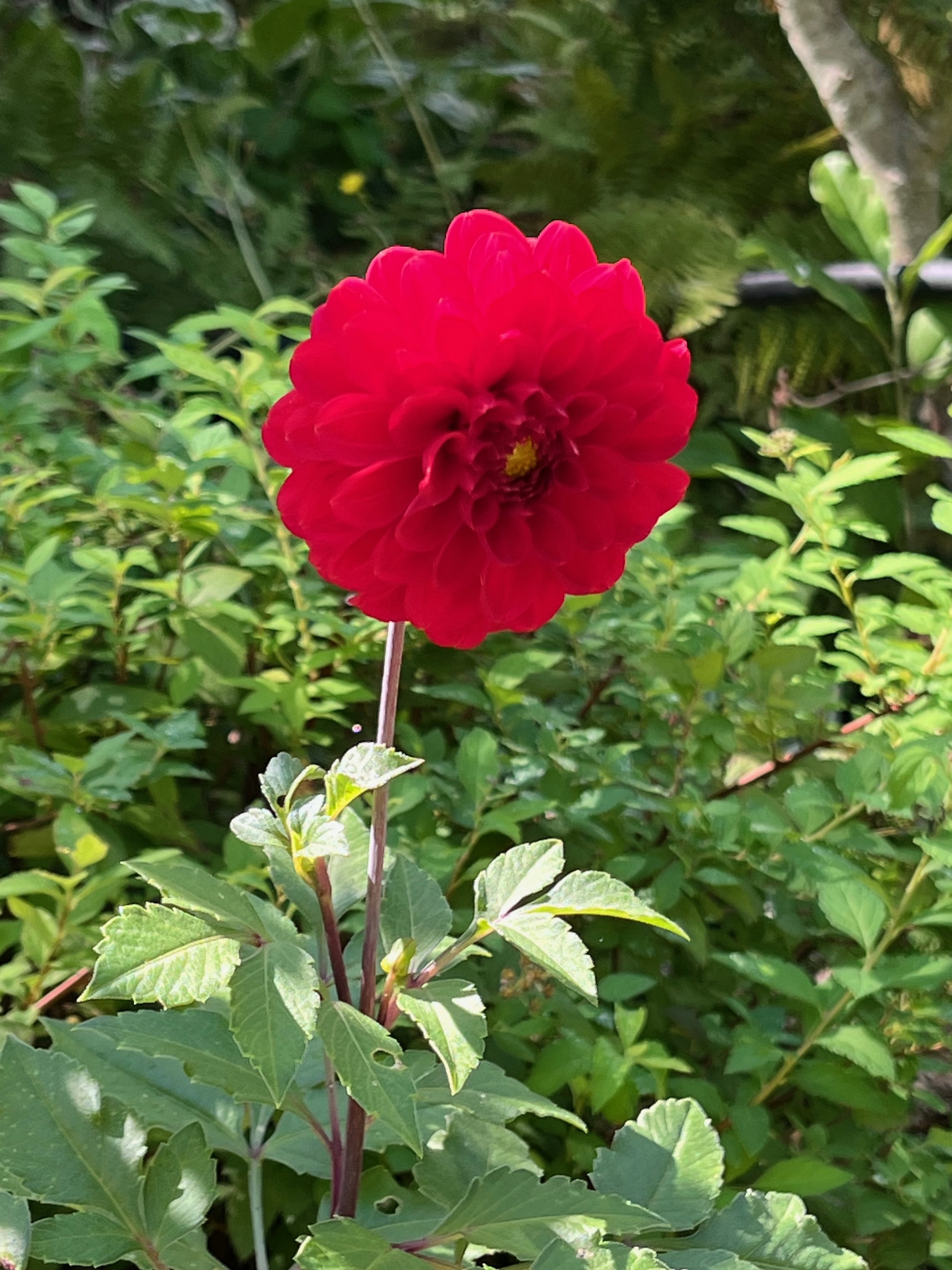 IMG_0772.jpeg