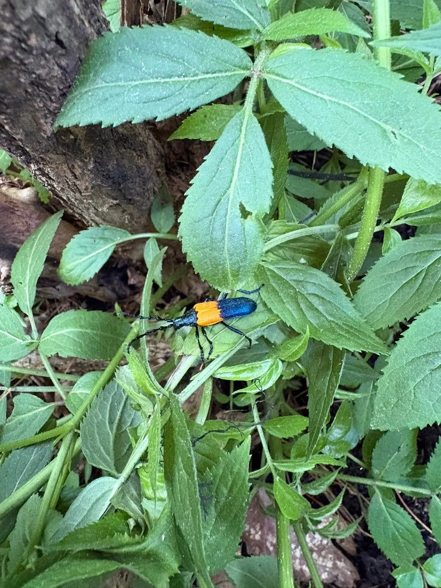 IMG_0740.jpeg