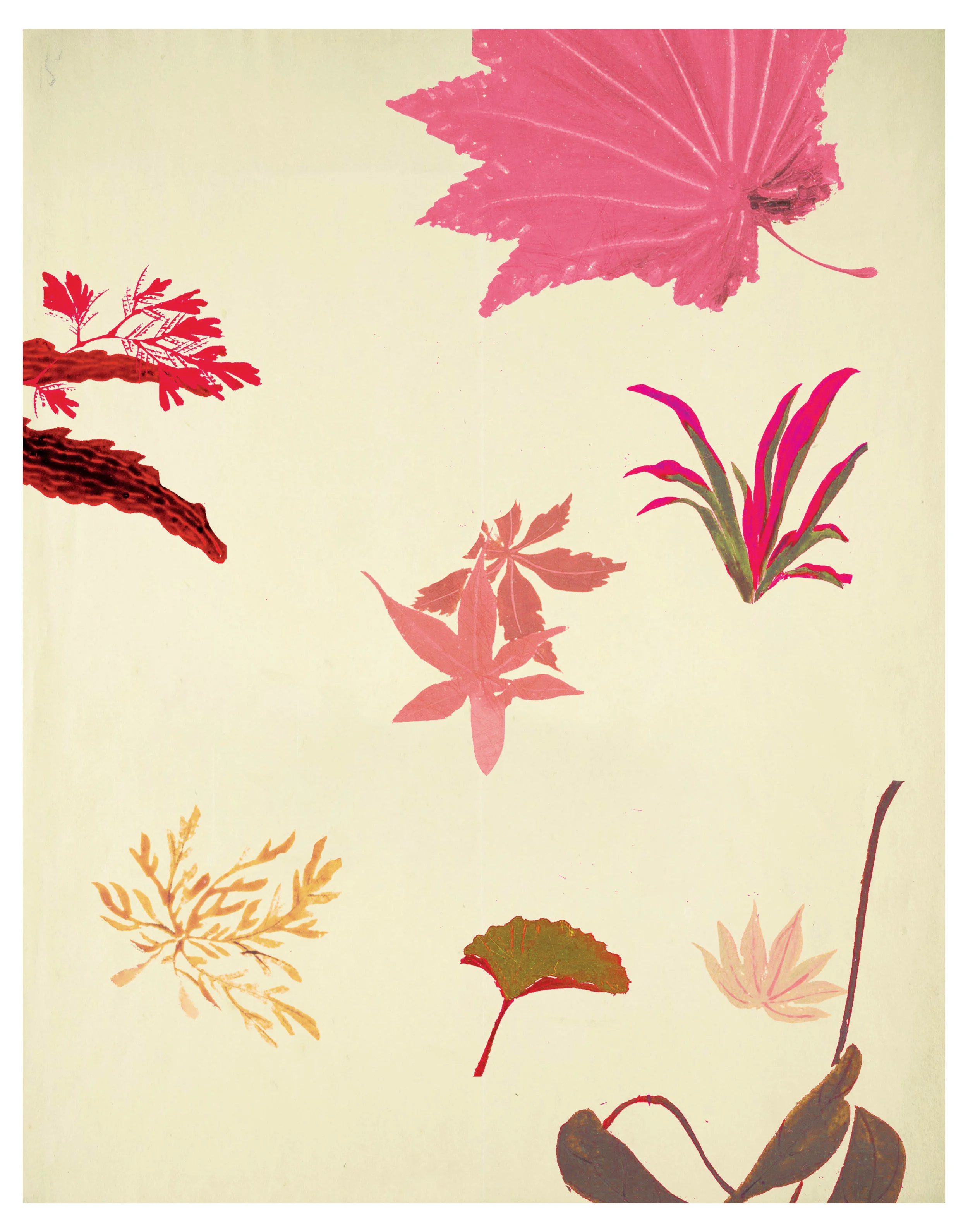 CORAL MAPLE_web.jpg