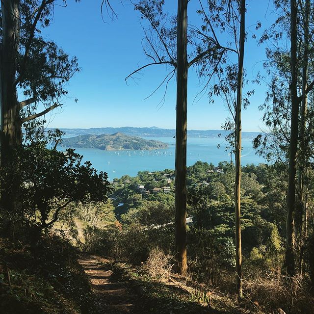 Sailboats in the Bay from a hiking trail in Sausalito. Happy weekend! 🌞