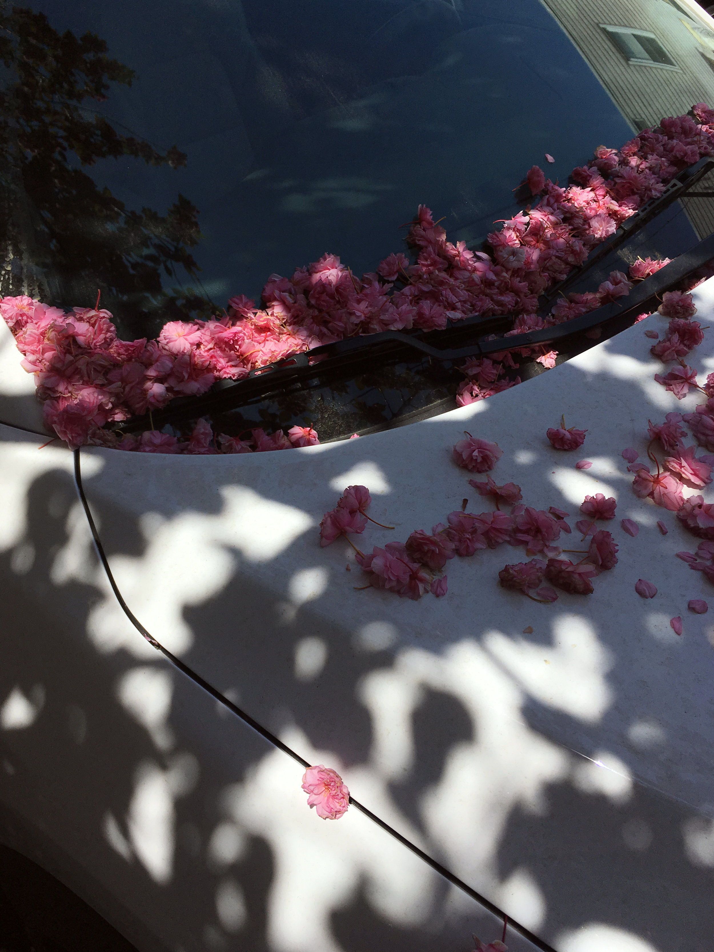 carblooms_springinmaspeth.jpg