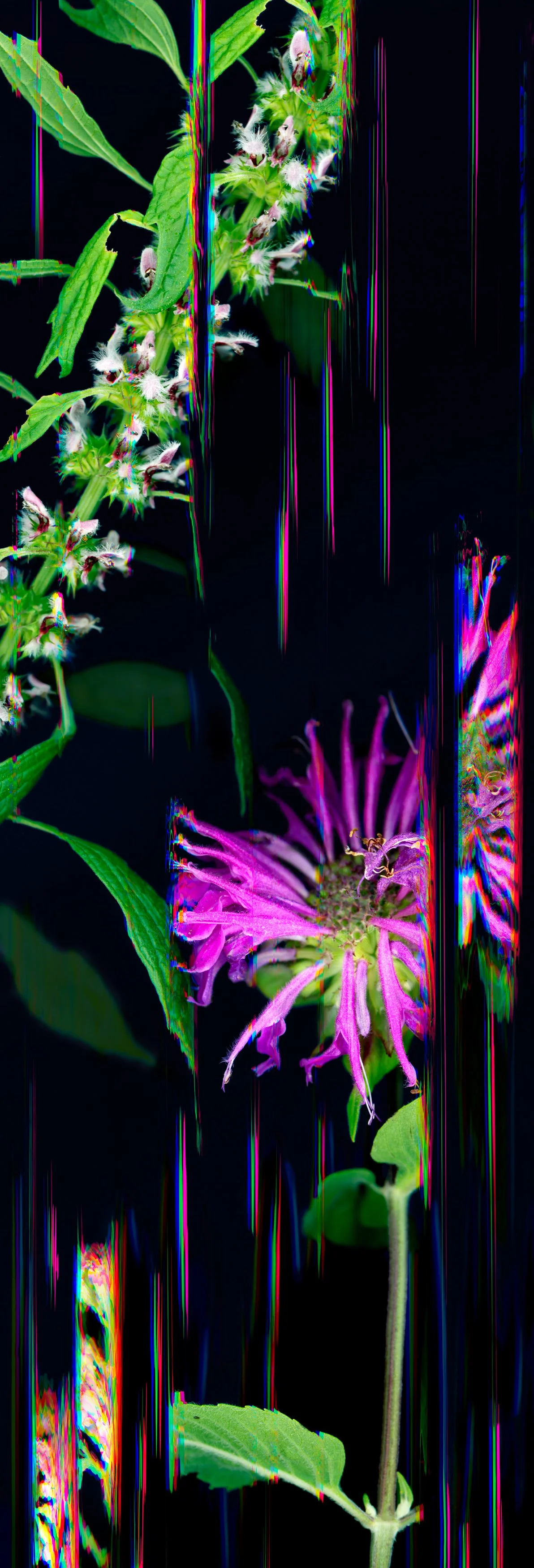 6_Panel A_15x45.jpg