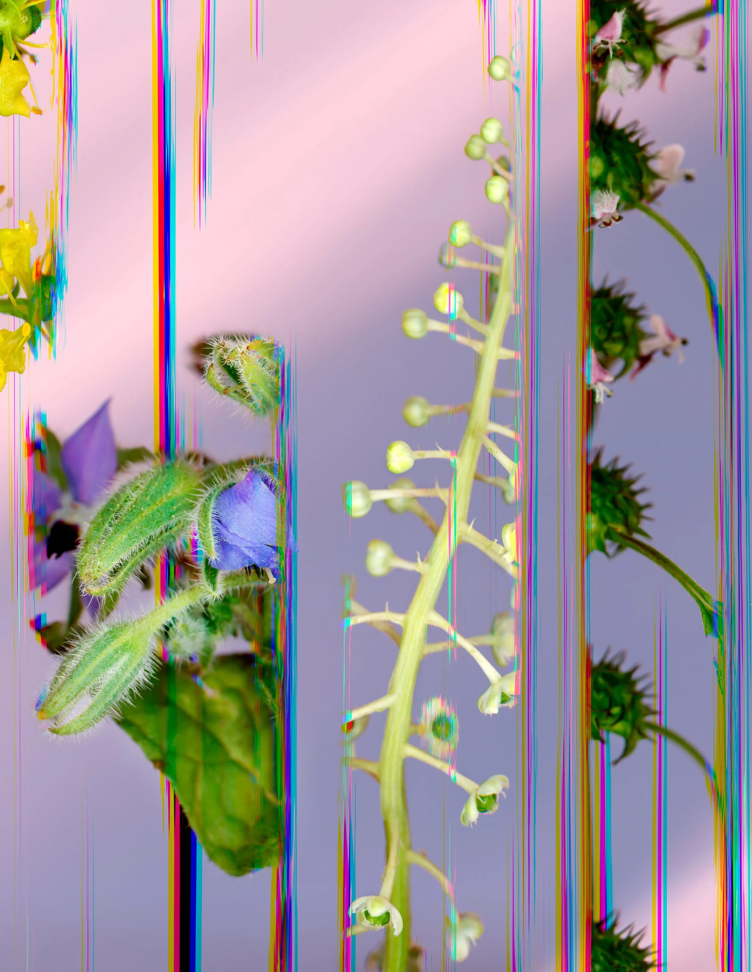 09_pokeweed borage 10x13.jpg