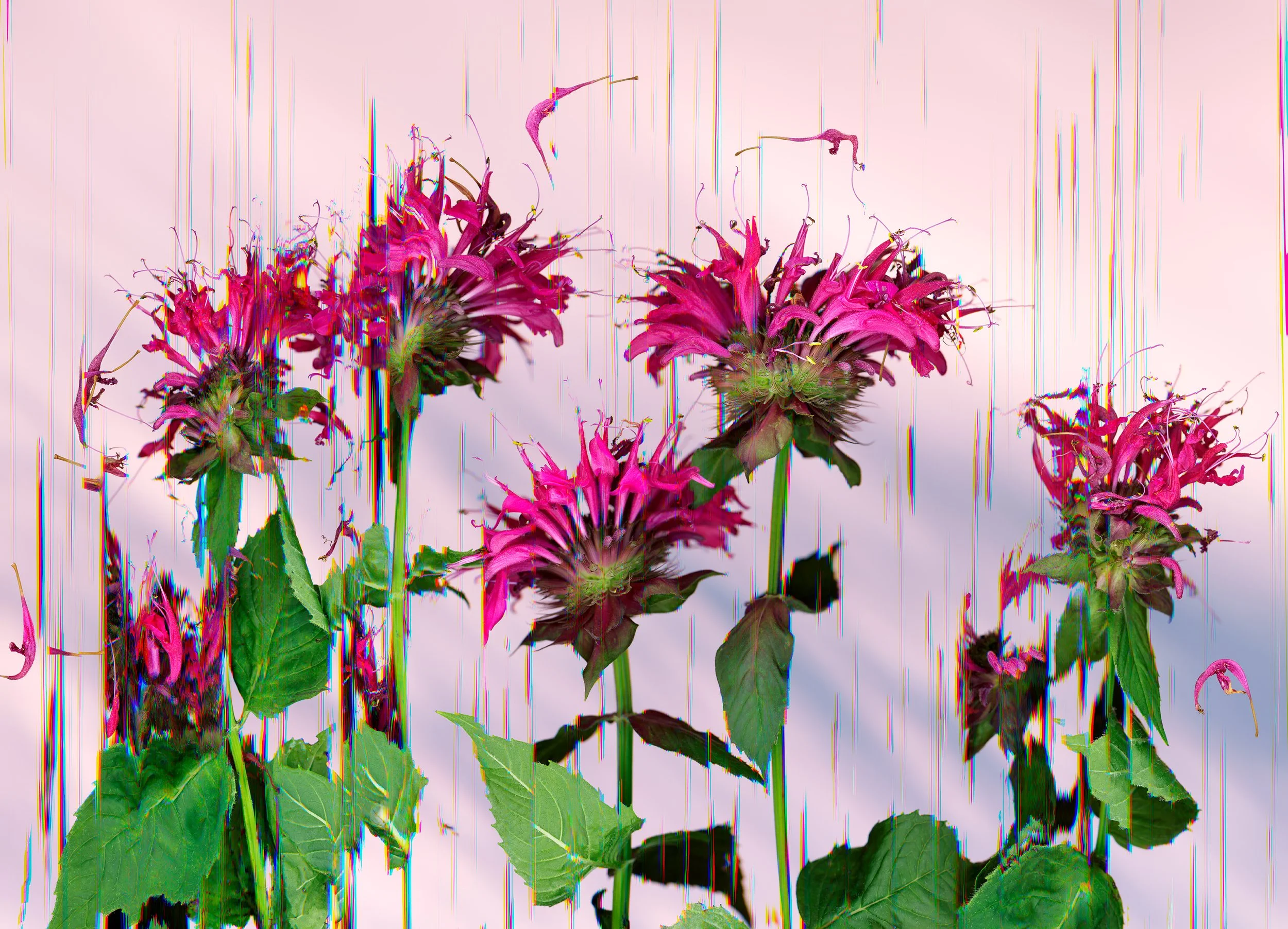 04_Riotous Balm_34.5 x 48.jpg