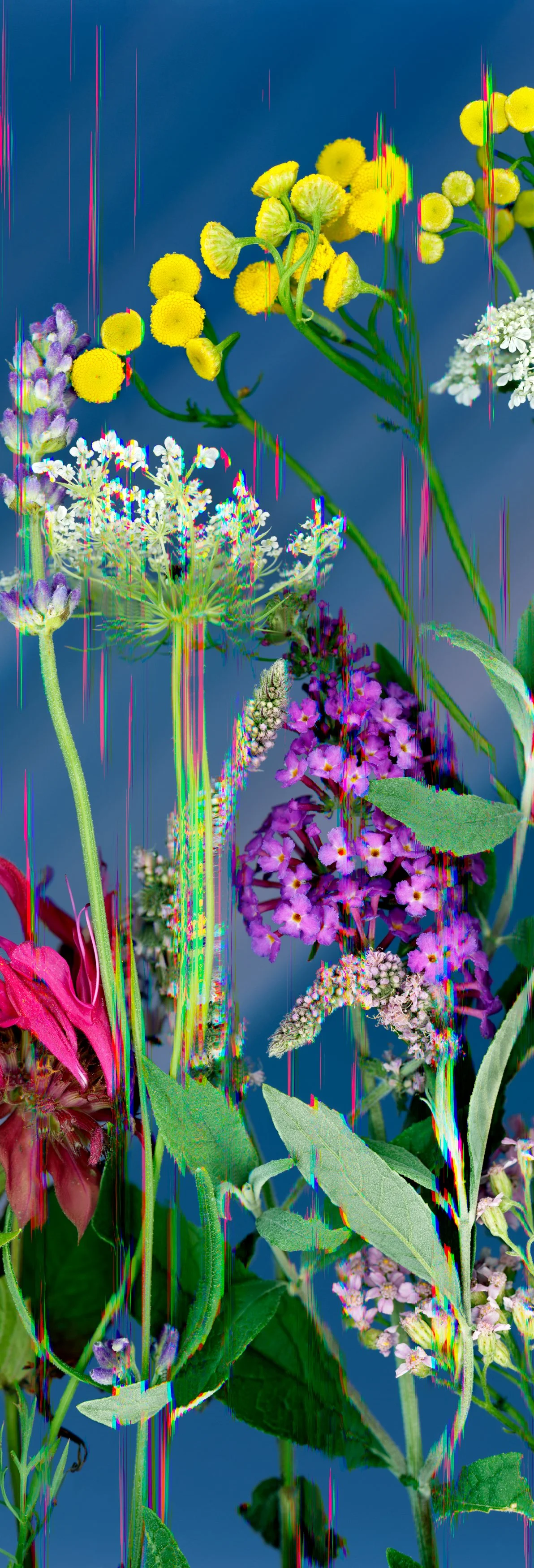 05_Flourishing, Together in Rainbows_ 15x45.jpg