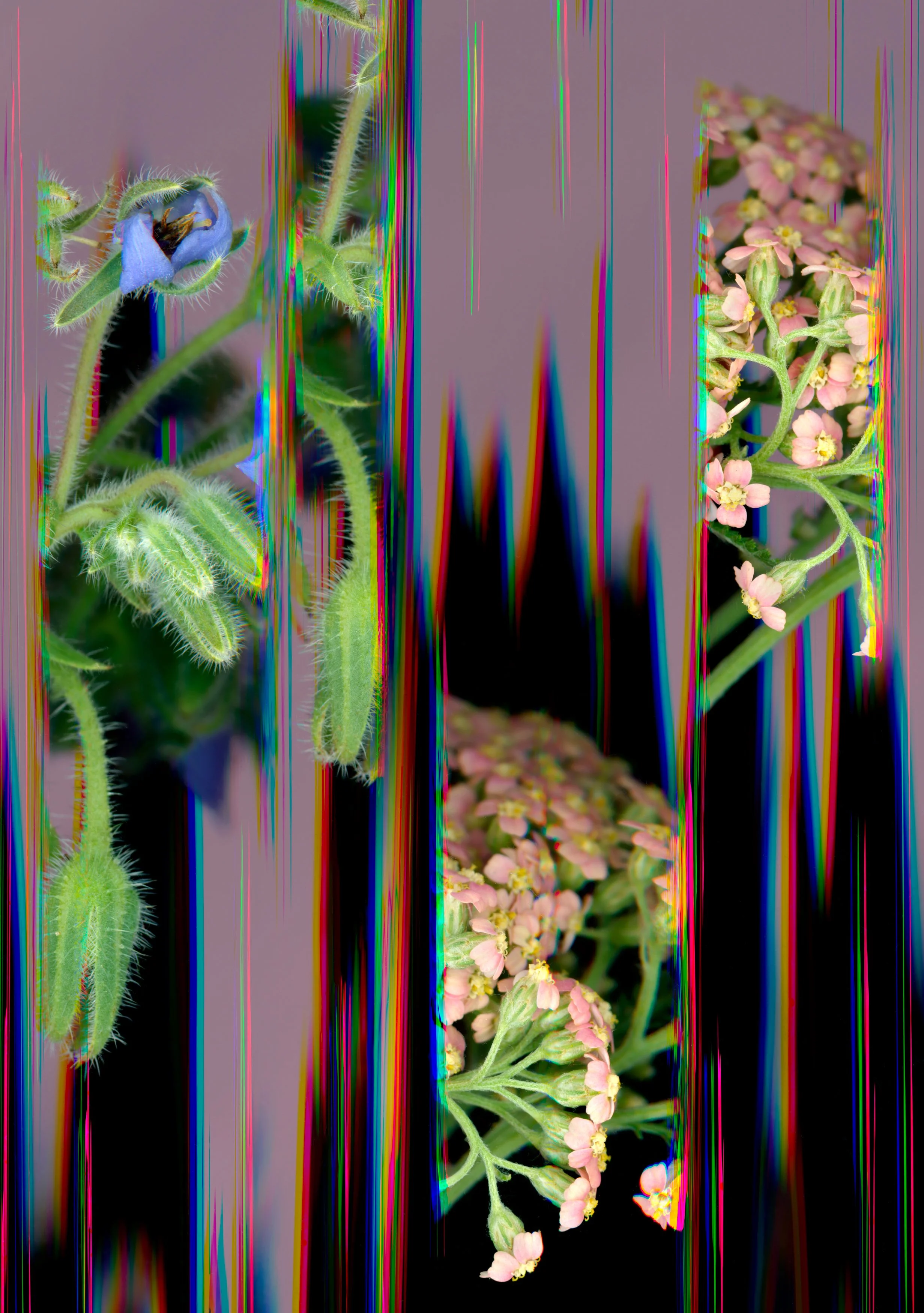 10_Blossoms and Abrasions_14x20.jpg