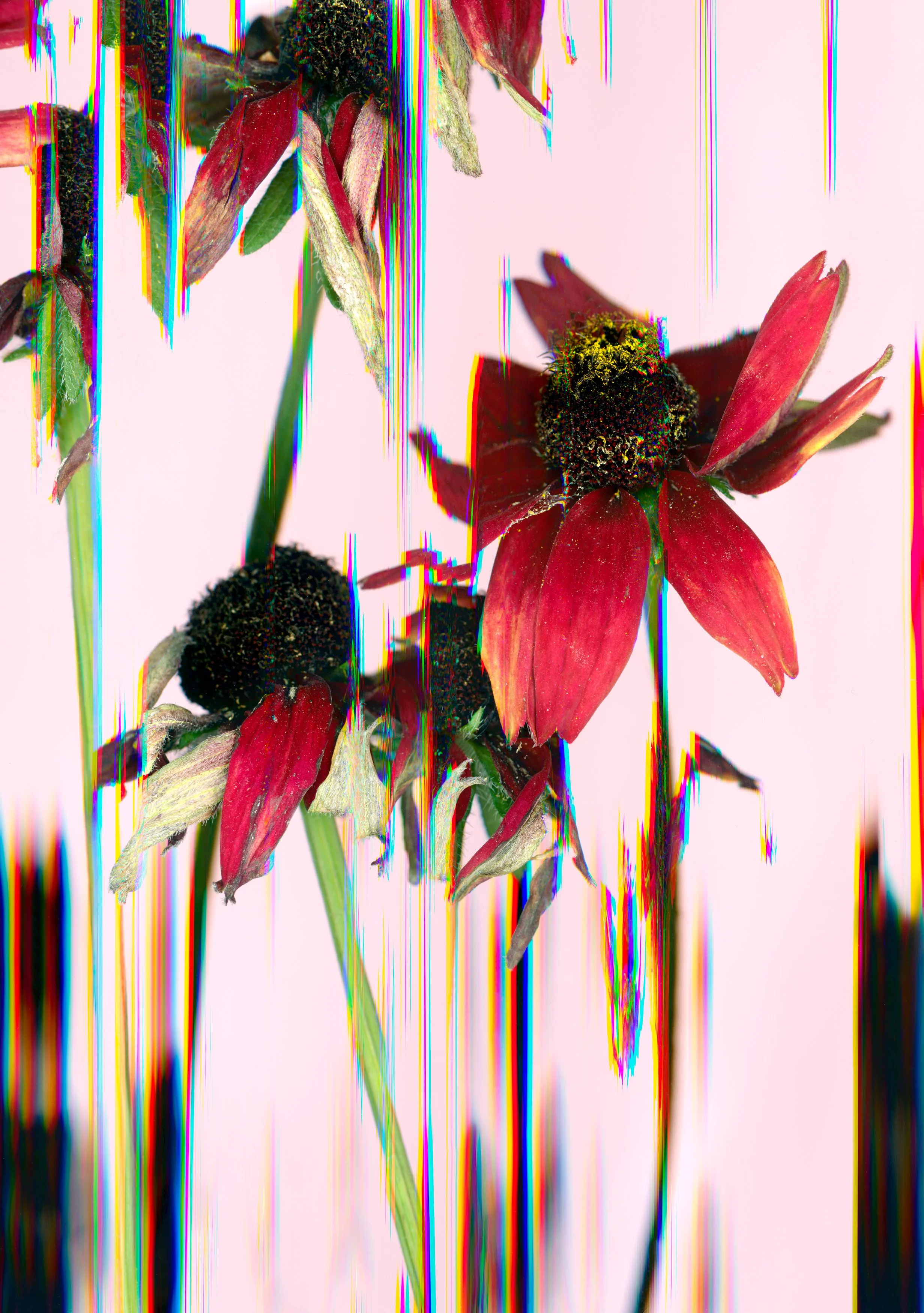 12_Still, We Bloom 14x20.jpg