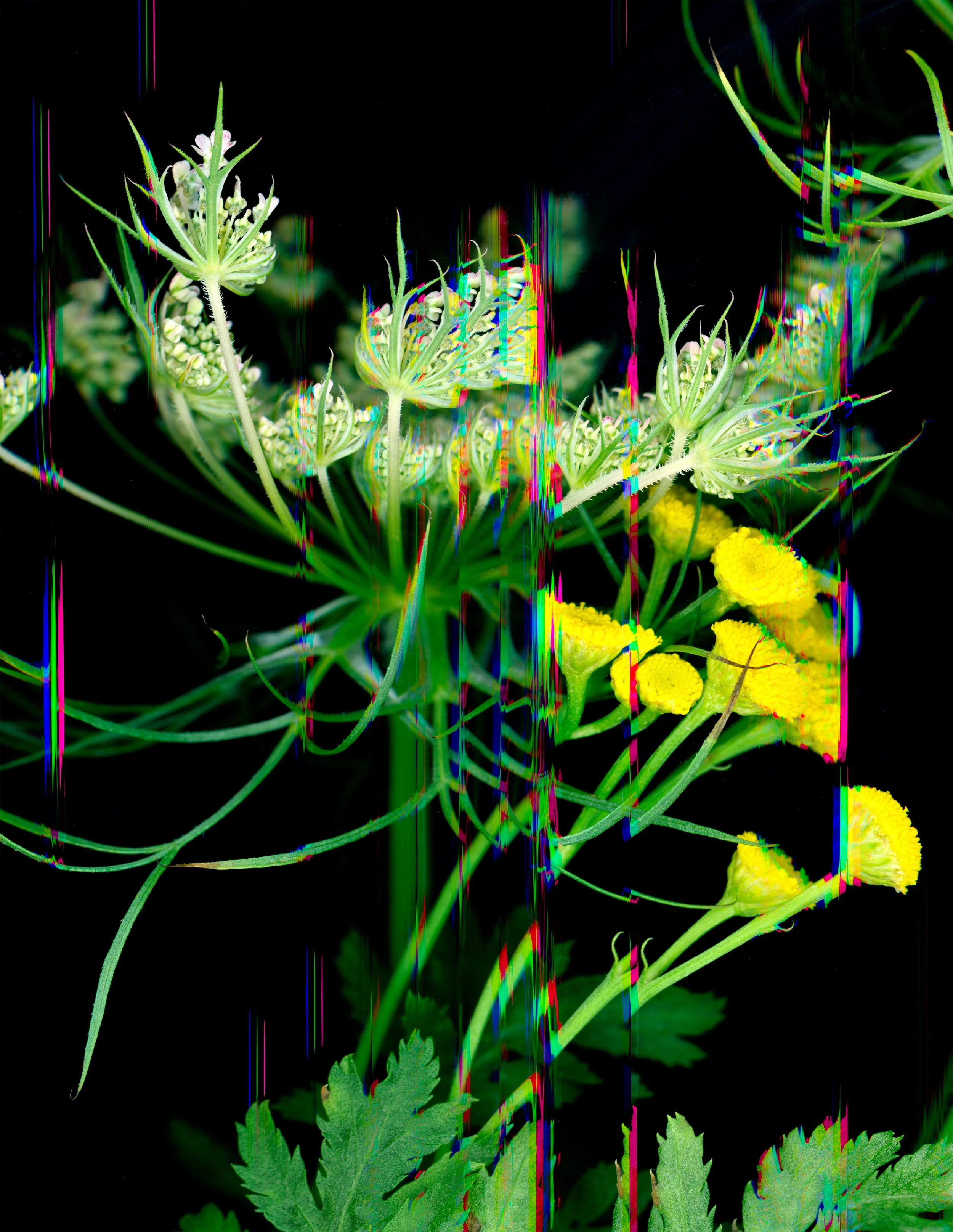 17_Elegant Interruptions_10x13.jpg