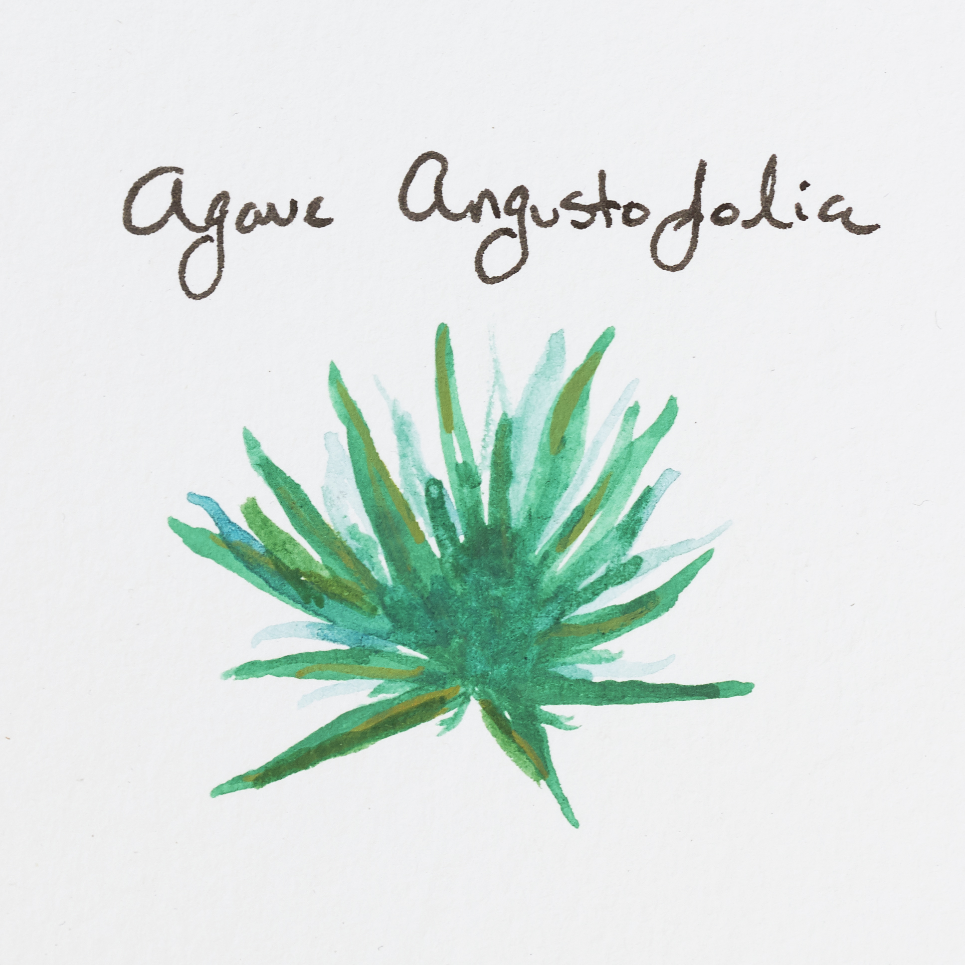 Agaves_Angustofolia.jpg