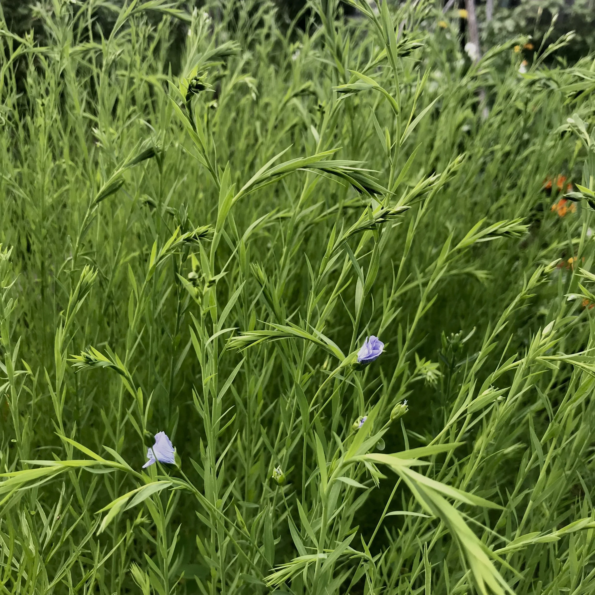 Garden linen.