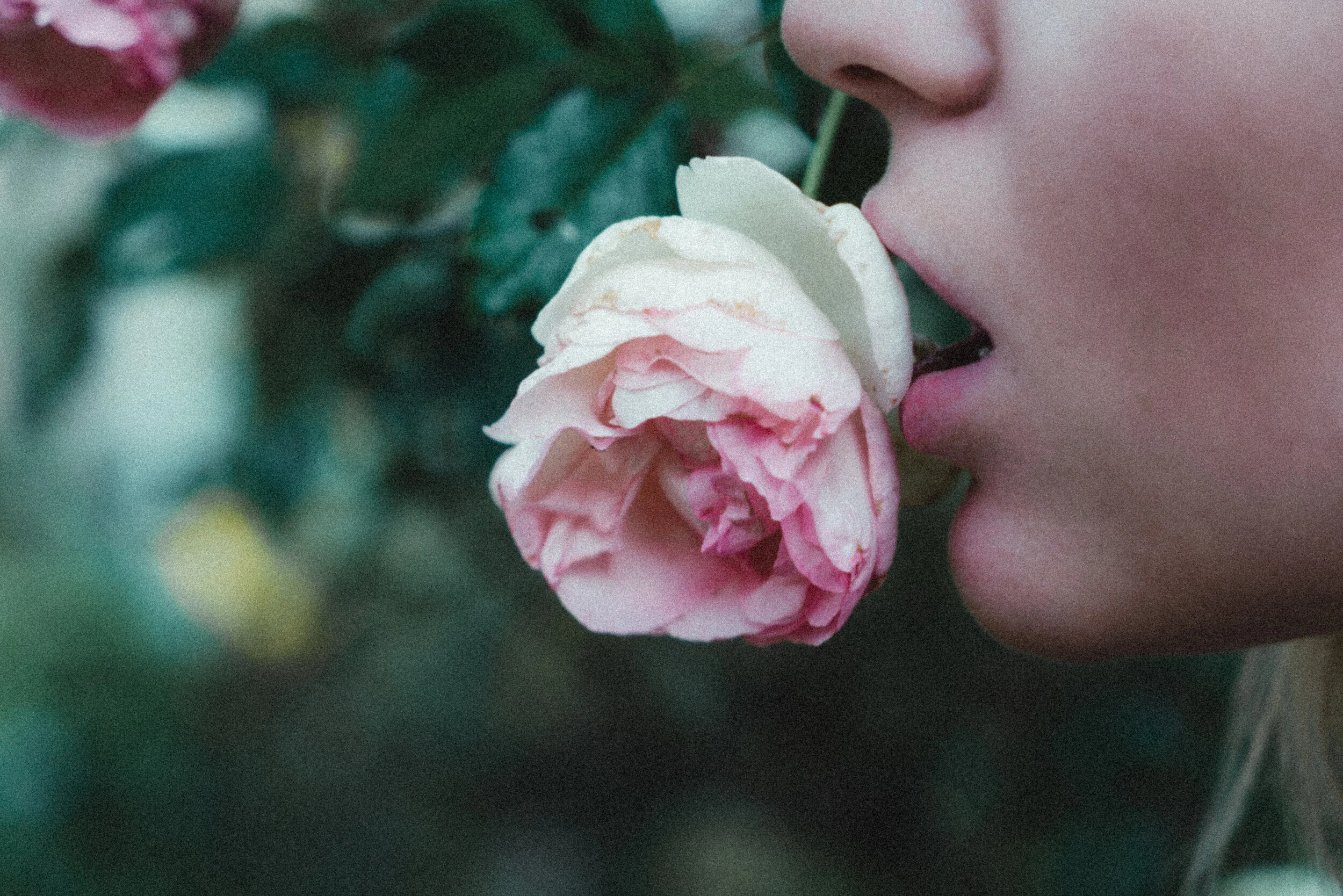 kiss from a rose.jpg