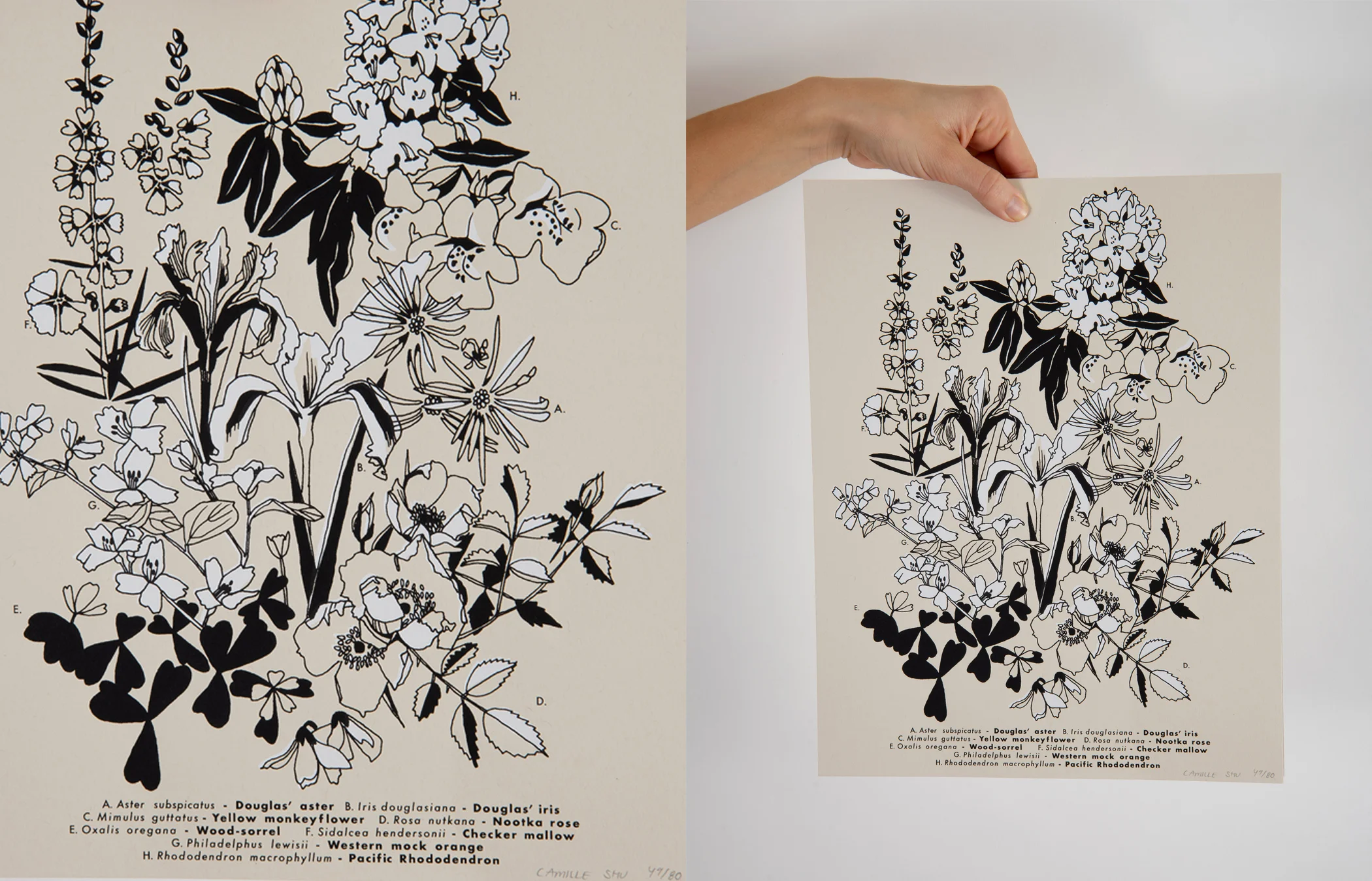 Oregon Native Botanical Print