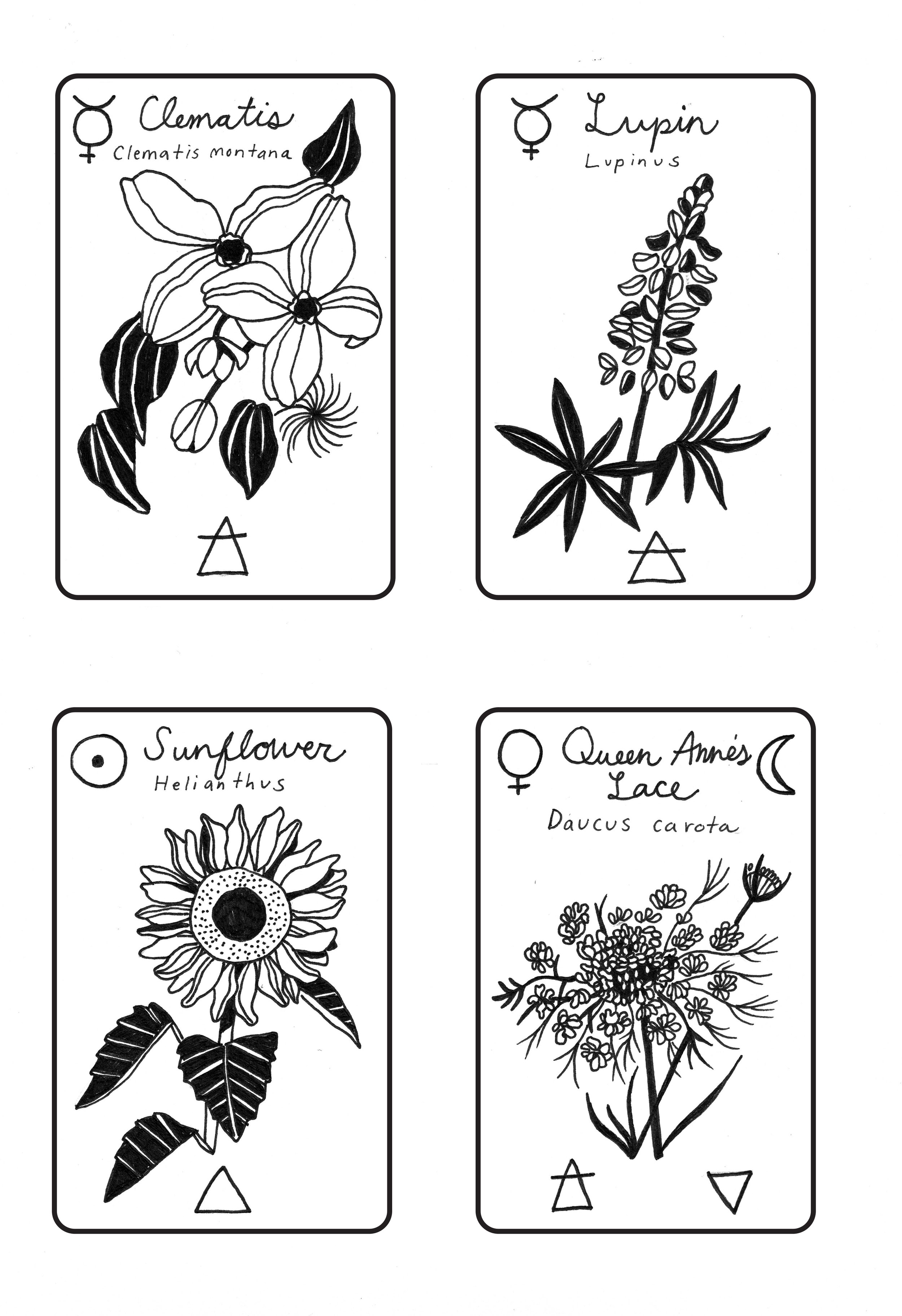 Primrose cards_ clematis lupin sunflower queen anne.jpg
