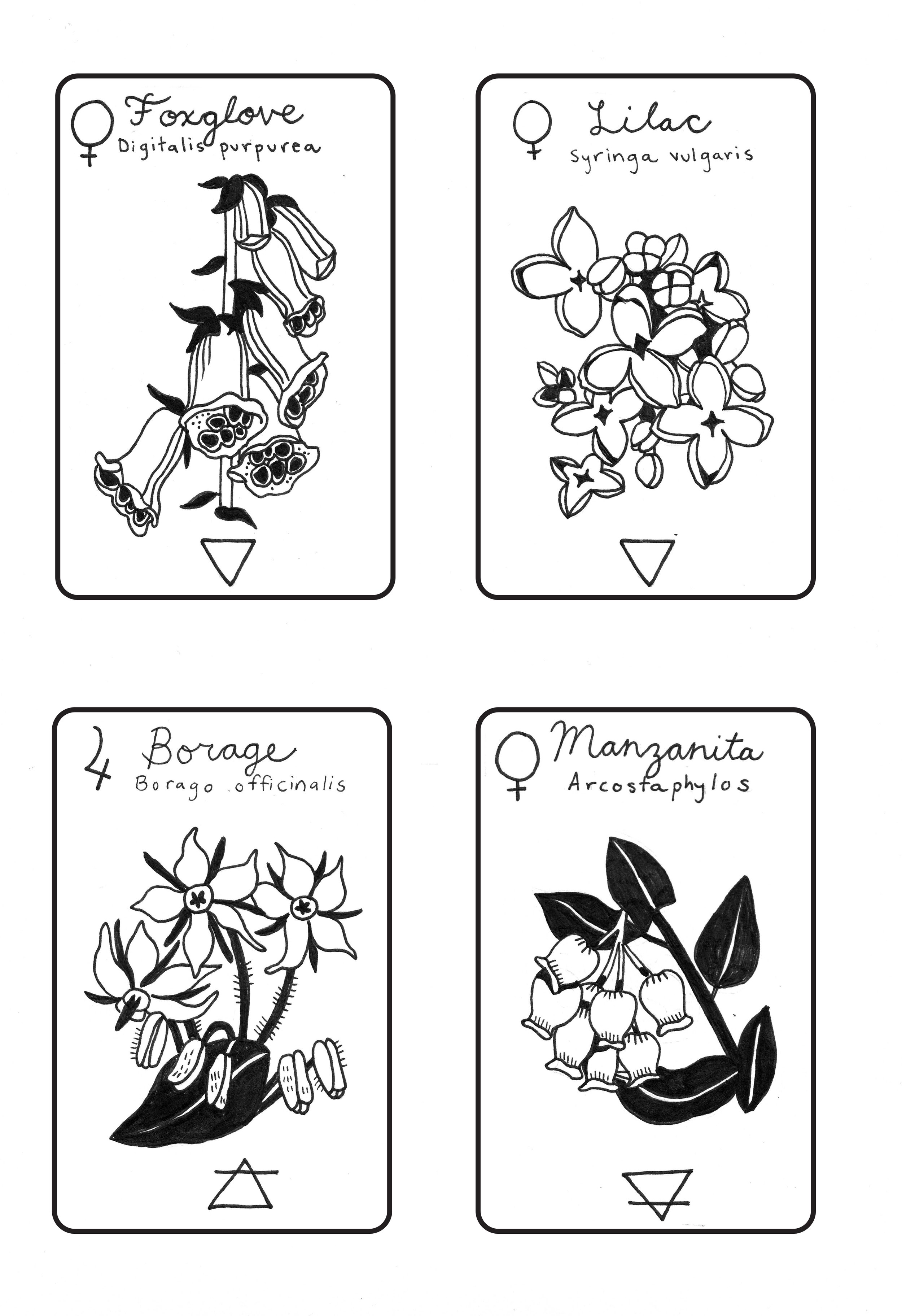 Primrose cards_ foxglove lilac borage manzanita.jpg