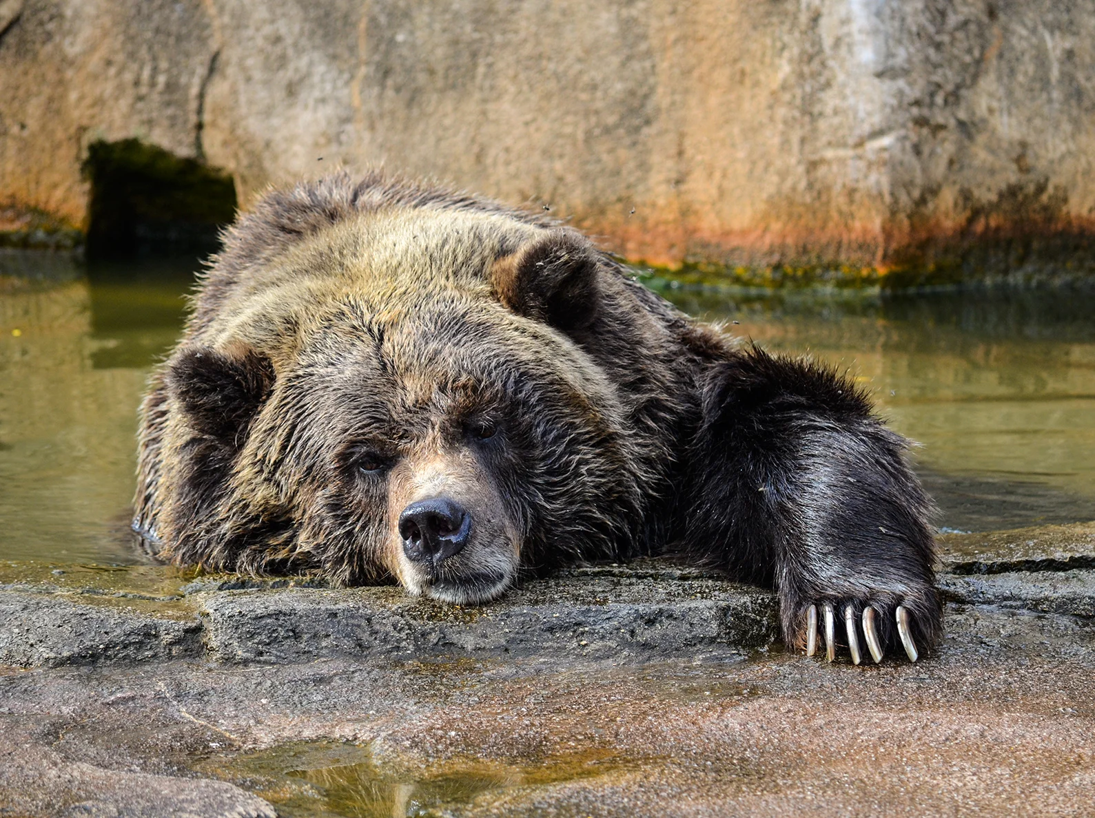 Lonely Bear
