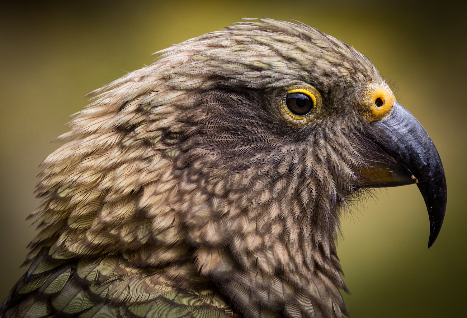 Kea portrait