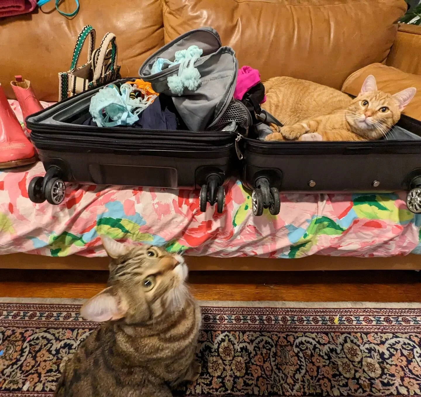 Packing for my FMTY tomorrow, I think the meows want to come with ✈️
Thank you R for flying me out of this atmospheric river, to somewhere dryer + warmer!