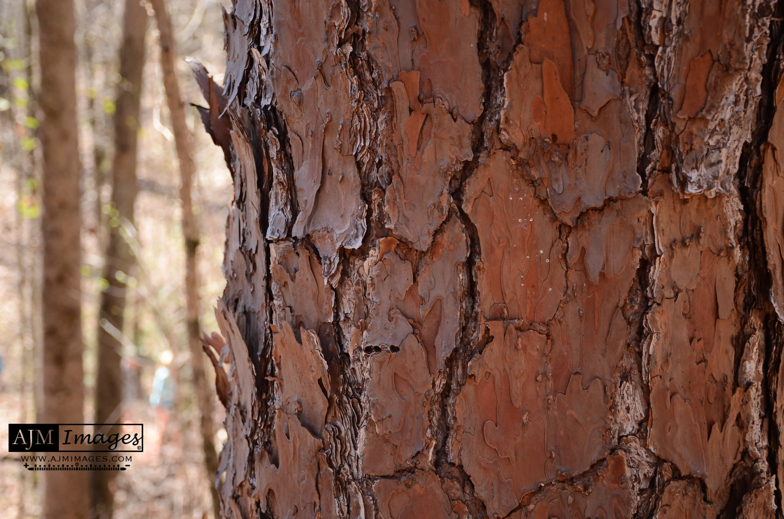 Website Photo  - 6 of 78.JPG