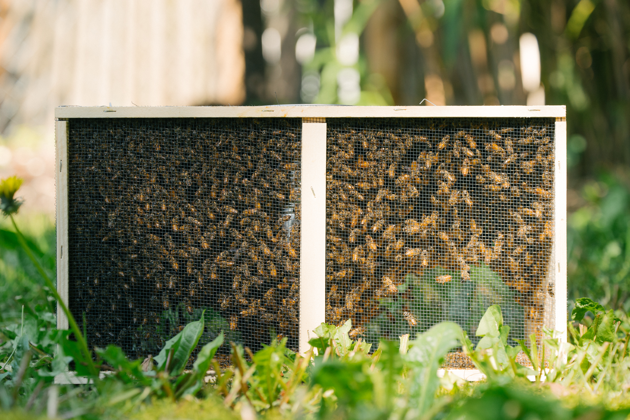 | Bee & Bloom
